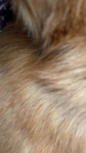 Reddish-Brown Dog Close-Up: Soft Fur and Expressive Face