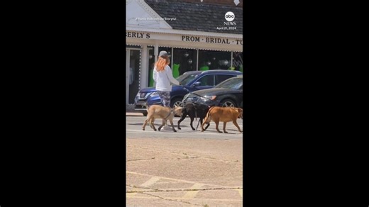 Part of the pack: Goat goes for a walk with a couple of dogs