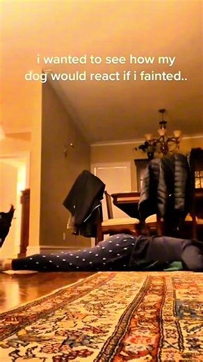 Dramatic dogs 🤪 #PetsOfTikTok #dogsoftiktok #catsoftiktok #funnyanimals #fyp