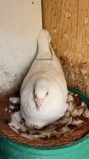 White homing pigeon / Male #pigeonsloversofallkinds #pigeons #pigeon | Pigeons Lovers of all kinds