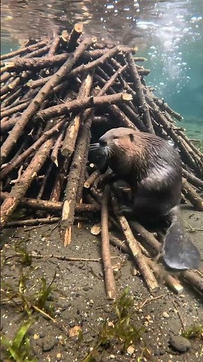 Beaver Builds Its Lodge From Sticks and Mud | Wildlife Timelapse