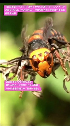 【昆虫衝撃アーカイブ】驚愕！わたしが驚いたオオスズメバチの羽音。恐ろしくも心地良い、一寸の妥協もなく突き進む生命の神秘を体験 #オオスズメバチ #ASMR #昆虫図鑑 #昆虫観察 #insects