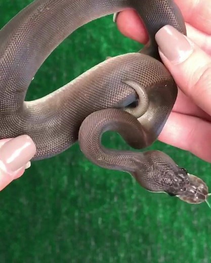 4.2K views · 231 reactions | Super Cinnamon Ball Python. BHBReptiles.com | BHB Reptiles | Facebook