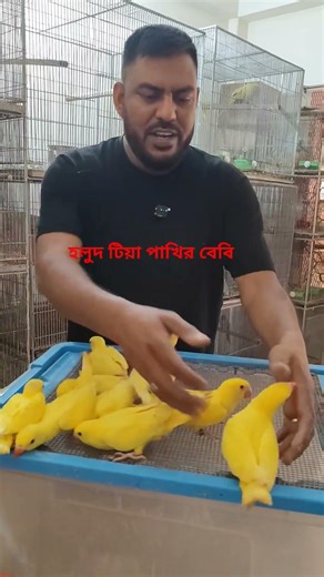 হলুদ টিয়া পাখির বেবি #birds #parrot #cocatal