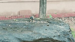 Closeup View Common Mynah Bird Acridotheres Stock Footage Video (100% Royalty-free) 3842628673 | Shutterstock