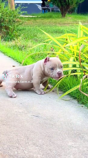 American Bully Khon Kaen Dog Breed