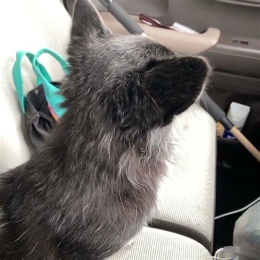 お医者さんの日🐕 #わに日記 #福島市 #柴チワ #チワ柴 #動物病院 #保護犬