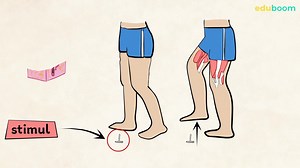 Funcțiile sistemului nervos. Reflexele involuntare. Biologie clasa a 7-a