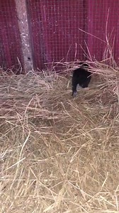 Momma and her clone. She only had one baby. Even cuter in person. | Beginner's Luck