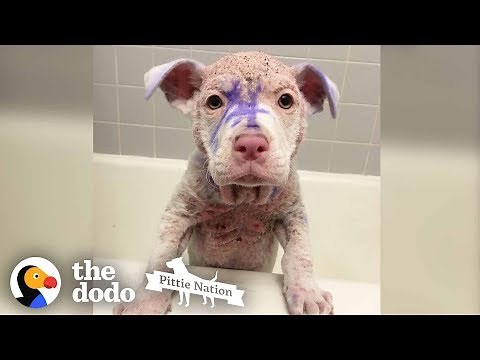 Purple Pittie Puppy Makes an INCREDIBLE Transformation | The Dodo Pittie Nation