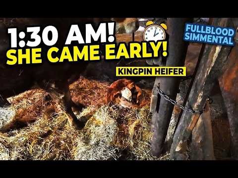 Late Night Calving & BIG Hanging Weights! | Simmental Farm Update