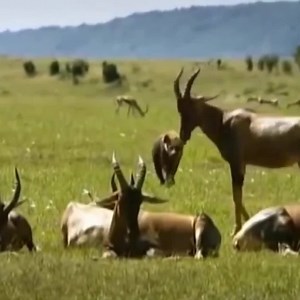 6.1M views | Discover the hyena's antelope hunting skills. It's so dramatic! | Teamhorror | Facebook