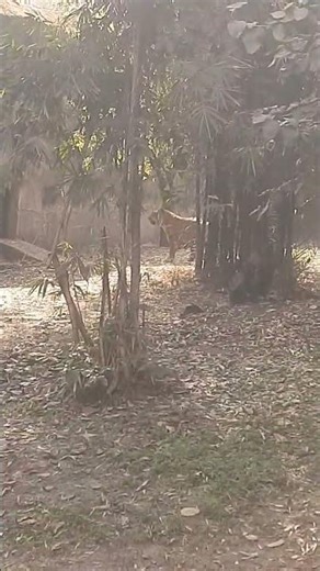 #instrumental #music #song