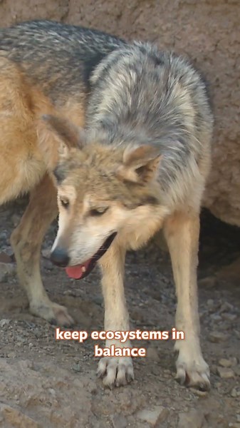 How Wolves Keep America's Wild Places Healthy