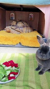1.4M views · 259K reactions | It’s still quite cold but Ethel has some extra motivation to get out of bed this morning. #snacktime #tortoiseandthehare #bunny #tortoise | Ethel the Glamour Tort | Facebook