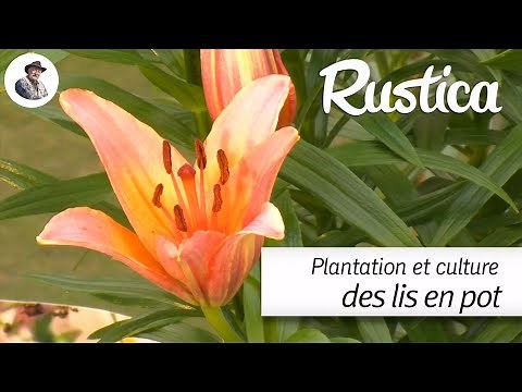 Planting and growing lilies in pots
