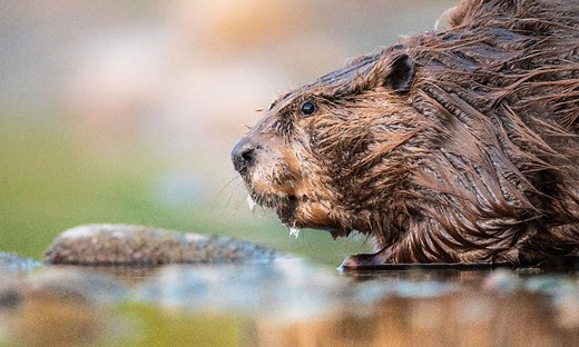 Beaver Poop: Everything You've Ever Wanted to Know