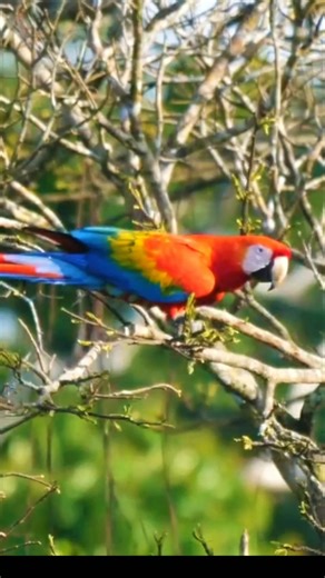 Scarlet Macaw – The Forest Signal Bird