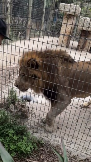 @ANUEL #anuel #anuelaa #realhastalamuerte #ak47records #ak47elprodigio