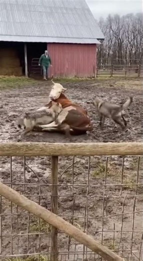 Wolves Attacked a Cow… But the Farmer Came Out