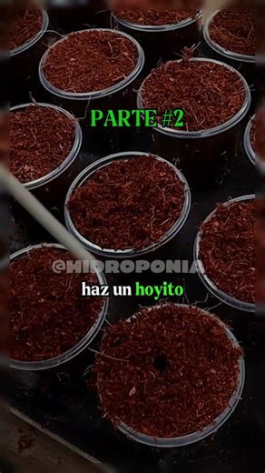 De una semilla a un sistema hidropónico en casa | Parte 1 #jardinhidroponico #hidroponiaencasa