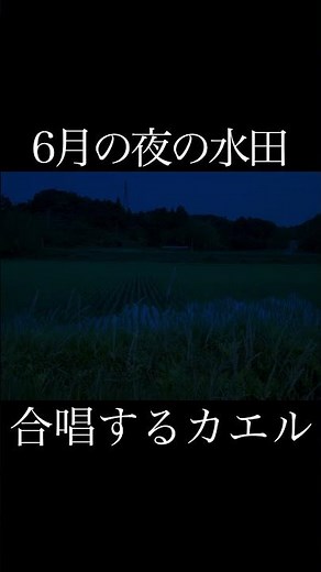 6月の夜の田んぼ カエルの鳴き声 Japanese Rice fields in June.Frogs croaking at night