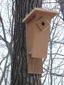 Bluebird Birdhouse Plans: How to Build a Peterson Slant-Front Style Bluebird House