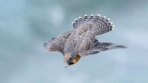 Research Reveals Exactly Why Peregrine Falcons Are so Deadly