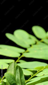 Chameleon hunts bug with its tongue on plants vertical video.