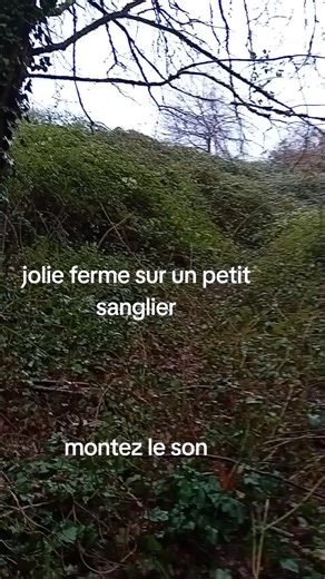 Chanson Traditionnelle Française sur la Chasse