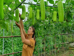 382K views · 10K reactions | Harvest Garden Gourd - Pumpkin - Bitter Melon Fruit Goes to the market sell & make a zucchini truss | Crafty Brushcraft | Facebook