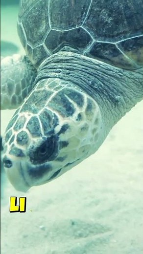 The Turtle That Crossed the Ocean – An Unbelievable Journey of Survival & Hope | Zoomistic Life