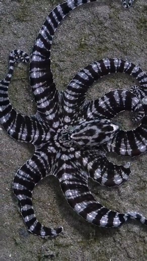 Why octopuses have three hearts-shocking details#sh orts#Biology#OctopusAnatomy#Facts#DidYouKnow#luv