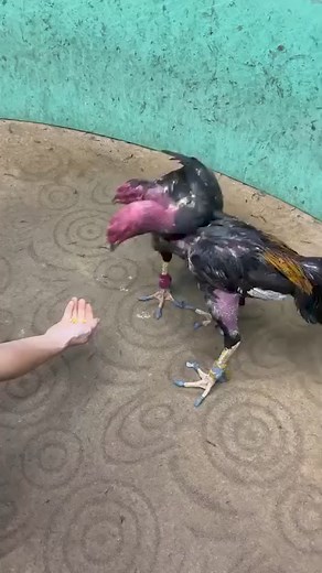 3.4M views · 34K reactions | 樂藍 | Rooster Inn | Facebook