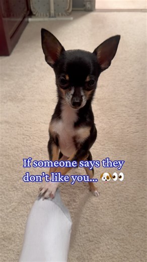Peanut says… that’s OK! 😂🐶❤️ Not everyone has great taste! 🐾 #Chihuahua #FunnyDog #YouTubeShorts