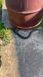 4.4K views · 169 reactions | Australian highlands copperhead relocation from a property in our￼ aylmerton  | Southern highlands & south coast snake catchers | Facebook