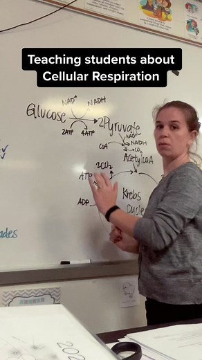 AP Biology Review: Diagrams Drawn from Memory