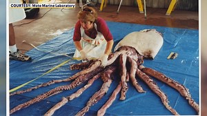 2.2K views · 113 reactions | In this new #OnlyInFlorida, the 25th anniversary of a sea monster's arrival, a #FloridaMan lands a monster tiger shark, high tide again in #KeyWest, and Sheriff Grady Judd puts the brakes on the Cannibus. Special thanks to and Mason Carson. Enjoy! #giantsquid #sharks #cocainewashesup #again #weedwagon | FOX 13's Chris Cato | Facebook