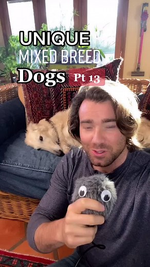 Unique Mixed Breed Dogs Pt 13: Jack Russell Edition