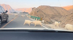 Goats block traffic as two Angora goats fight on a mountain road in Gansu, China