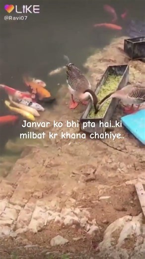 upar wale n janvaro ko bhi sikha k bheja apas m milker rehna chahiye 👍