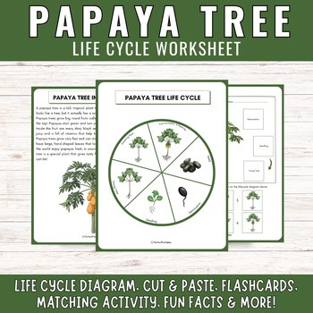 Papaya Tree Life Cycle Botany Science Unit Study Cut paste matching activities