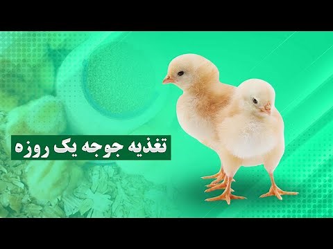 بهترین غذای جوجه یک روزه چیست ؟ | تغذیه جوجه مرغ در خانه