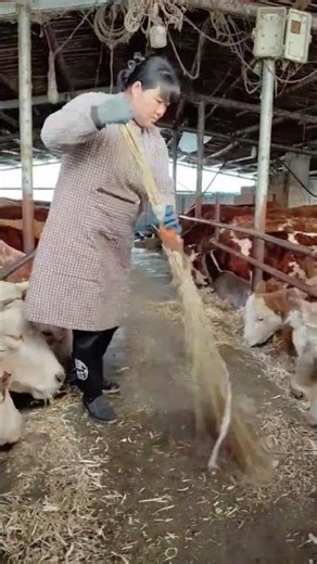 How to Clean a Cow Barn Fast | Farm Life Hacks