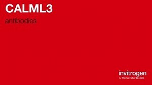 Anti-CALML3 Antibodies | Invitrogen