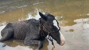 Horse Rescue: A Story of Hope for Abandoned Horses
