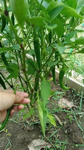 Thai green chilli harvest