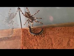 Giant Centipide vs. Venemous Tarantula