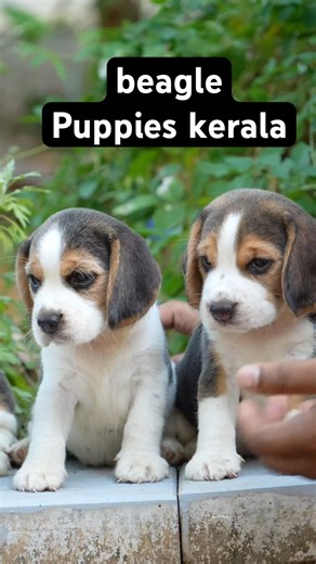 Beagle puppies Kerala ; beagle Malayalam; beagle Kerala ; puppies Kerala