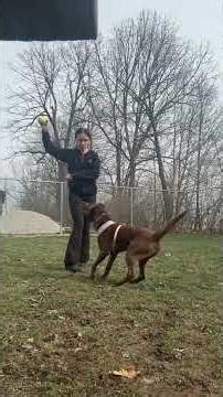 Super Hyper dog learning to sit for pets. Adorable; Adoptable-Meet Cookie. munciearf.com